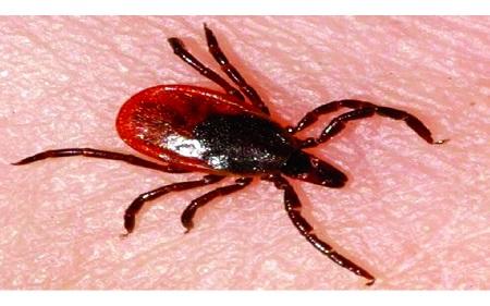 انتشار فيروس جديد ينتقل عن طريق القُراد في أوروبا