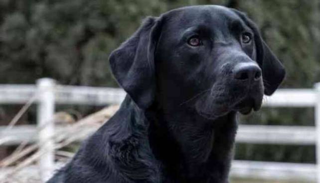 كلب بوليسي يعثر على مليون يورو مخبأة