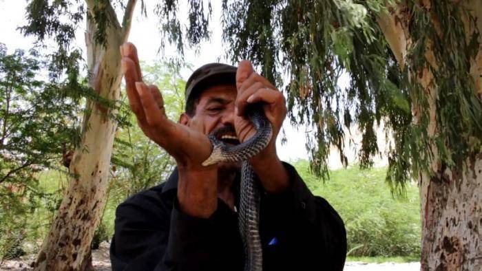 خبير الأفاعي ياسين الصقور يكشف أنواع الأفاعي السامة الموجودة في الأردن وطريقة التعامل معها