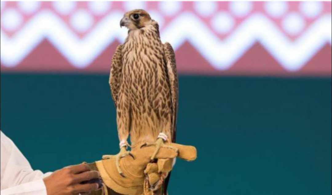 المزاد الدولي لمزارع إنتاج الصقور ينطلق بمشاركات عالمية من 14 دولة