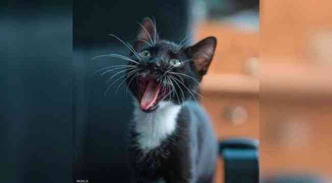 بريطاني يتعرض لعضة قطة.. والنتيجة عدوى بكتيرية أعراضها خطيرة