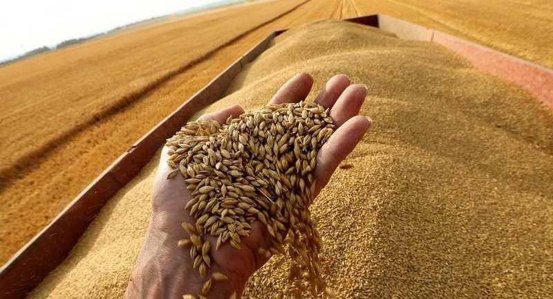 روسيا ستمنح دولًا أفريقية 50 ألف طن من الحبوب مجانًا