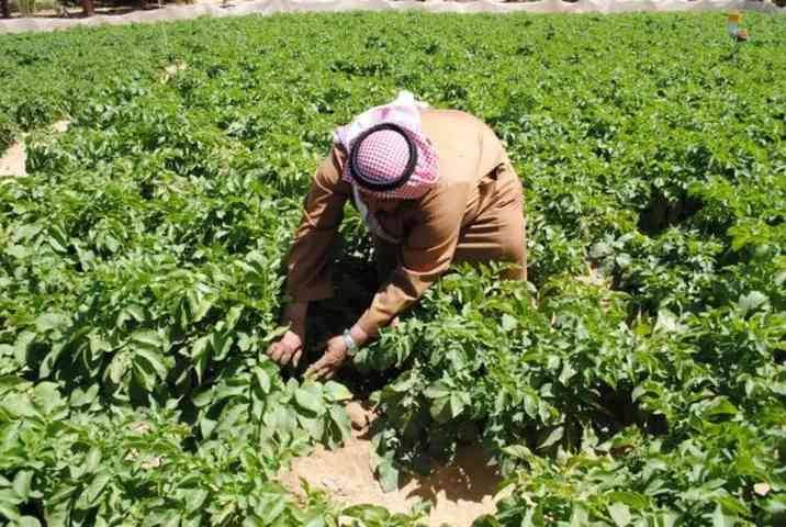 الشريف: وزارة العمل تستمر بقرارتها التي تعيق القطاع الزراعي