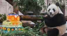 هكذا احتفل الباندا العملاق في سنغافورة لو لي بعيد ميلاده