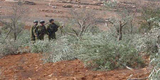 قوات الاحتلال تقتلع عشرات غراس الزيتون غرب رام الله