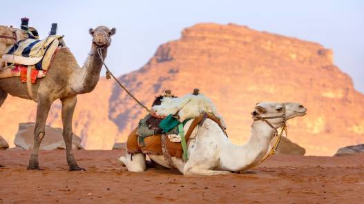 ارتفاع عدد زوار رم الأجانب 98.2 وتراجع الأردنيين 48.7 في 6 أشهر