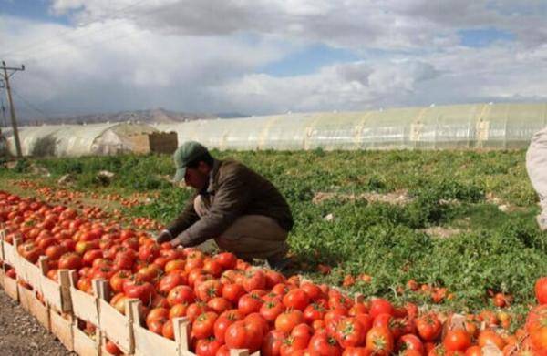 الرواشدة: الباذنجان والكوسا والبندورة أكثر المحاصيل تضررا بموجة الحر