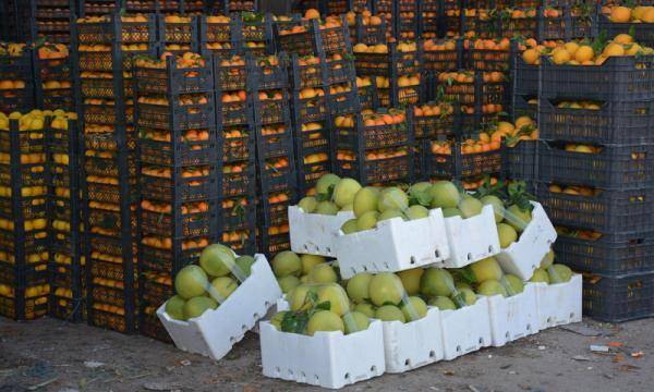 2838 طن خضار وفواكه ترد للسوق المركزي الإثنين