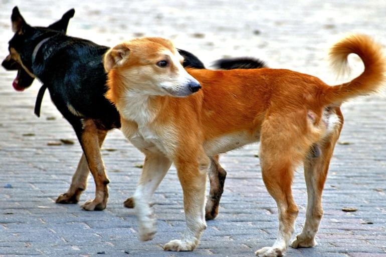 كلب ضال ينهي حياة رضيع في مصر