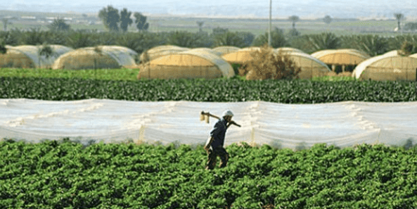 اليكم أسباب ضعف إنتاج المحاصيل الزراعية بالاردن
