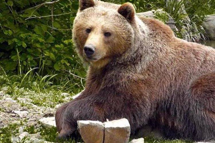 غضب في إيطاليا بعد مقتل دُبَّة بالرصاص...صور