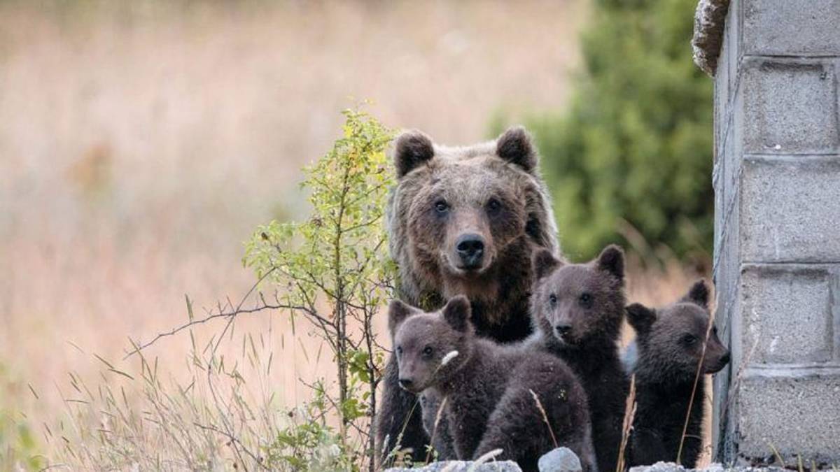 غضب في إيطاليا بعد مقتل دُبَّة بالرصاص