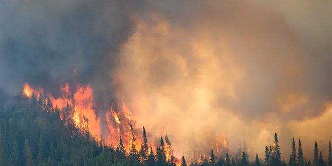 دراسة أمريكية: تغير المناخ أدى لنشوب حرائق غابات أكثر حدة في الولايات المتحدة