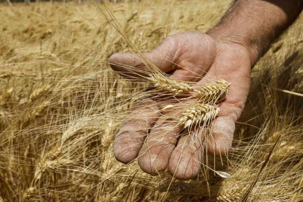 تخفيض سعر بيع القمح للمطاحن لشهر أيلول
