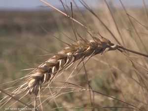 وقف السلاح وأزمة الحبوب.. لماذا تراجع دعم بولندا لأوكرانيا؟