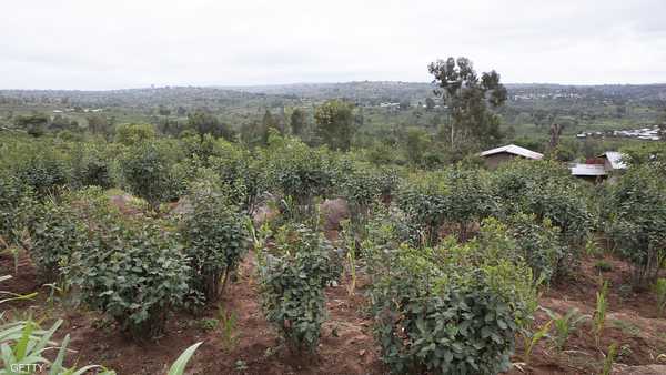اليمن.. قرار بمنع دخول القات إلى سقطرى