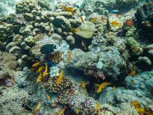 دول تتعهد بجمع 12 مليار دولار لحماية الشعاب المرجانية