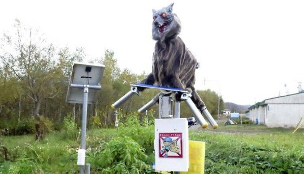 اليابان تنشر «ذئاباً روبوتية» لصدّ هجمات الدببة!