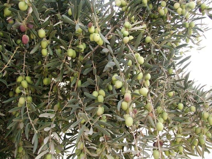 سرقة ثمار 29 شجرة زيتون من قبل مجهولين في لواء بني كنانة