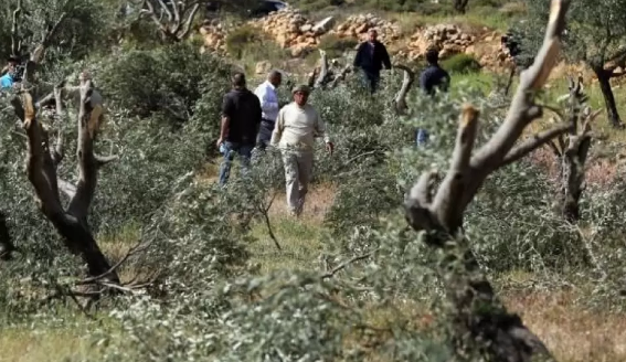مستوطنون يدمرون ممتلكات بمسافر يطا ويقطعون 70 شجرة زيتون شرق سلفيت