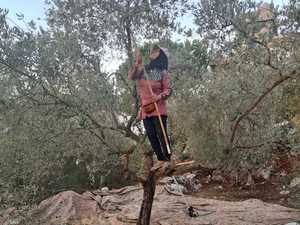 الغارات الإسرائلية تعرقل حصاد الزيتون بقرى لبنان الحدودية