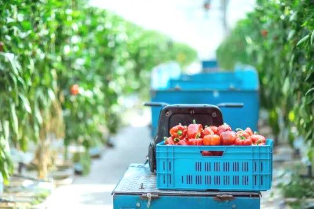 «روبوت» يسحق عاملاً  من كوريا  ظن أنه صندوق!