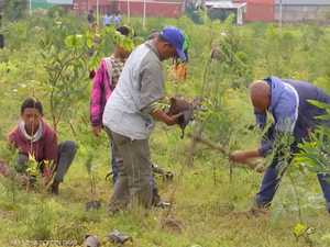 البصمة الخضراء في إثيوبيا.. مشروع لزراعة 50 مليار شتلة