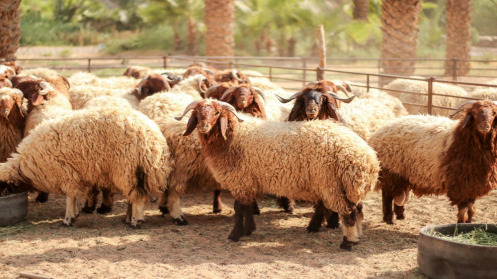 زراعة المفرق: بدء الترقيم الإلكتروني لحيازات الثروة الحيوانية الشهر المقبل