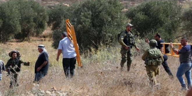 مقاومة الجدار والاستيطان: (333) اعتداء للاحتلال ومستوطنيه ضد قاطفي الزيتون بالضفة الغربية