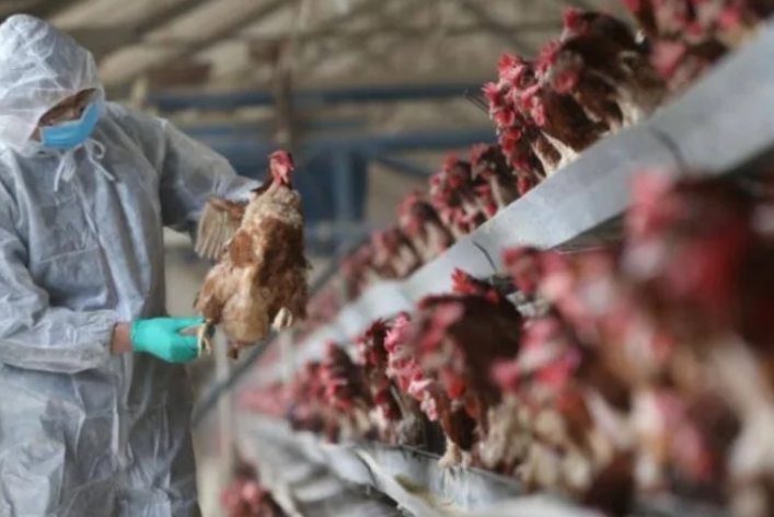 اليابان ترصد أول حالة لـ أنفلونزا الطيور هذا الموسم