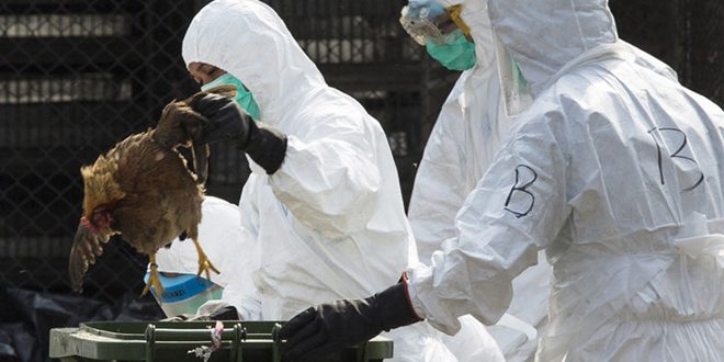 اليابان ترصد حالة أنفلونزا طيور وتعدم 40 ألف طائر
