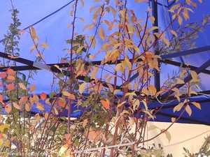 سيبيريا.. ارتفاع الحرارة وراء ظهور أنواع نباتية واختفاء أخرى