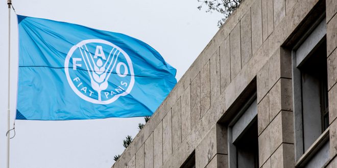 مجلس (الفاو) يؤكد ضرورة الوصول الكامل والآمن للمساعدات الإنسانية إلى قطاع غزة