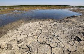 شحّ المياه في زيمبابوي يقتل 100 فيل