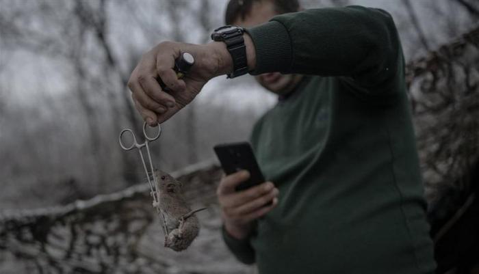 حمى الفئران تنتشر بين الجنود الروس