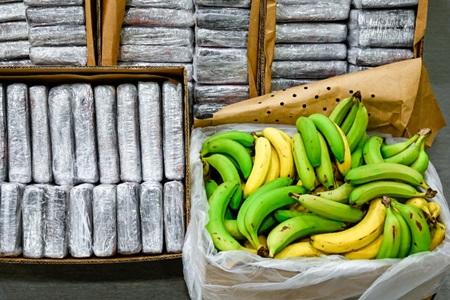 هولندا.. العثور على 1200 كلغم من الكوكايين بشحنة موز