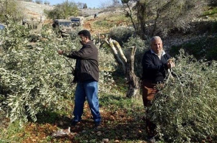 مستوطنون يقطعون 60 شجرة زيتون جنوب نابلس