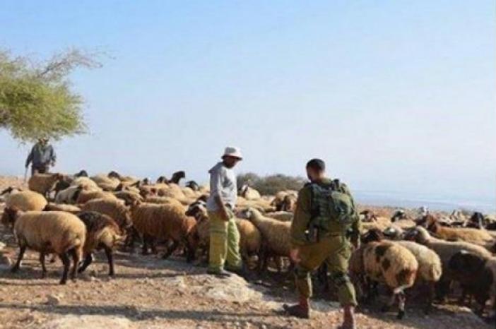 الاحتلال يعتدي على رعاة الأغنام ويعتقل مواطنين بمسافر يطا جنوب الخليل