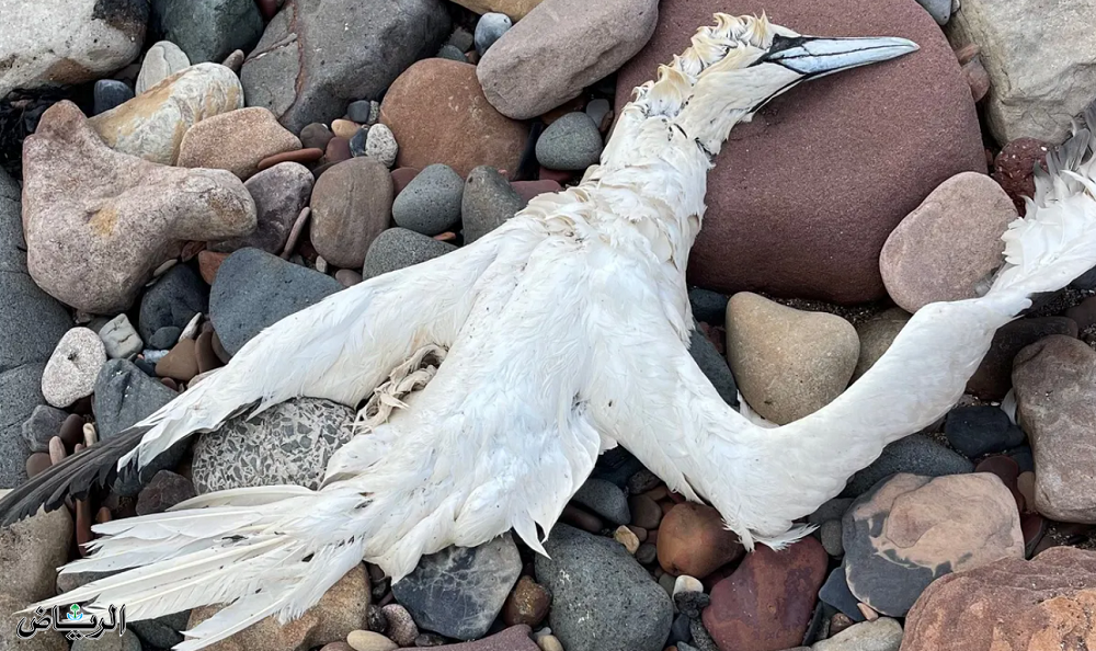 إنفلونزا الطيور دمرت الطيور البحرية في بريطانيا