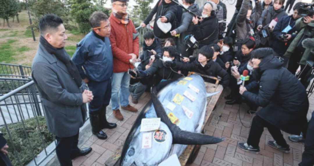 بيع سمكة تونة بـ 800 ألف دولار في اليابان