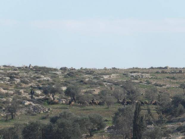 مستوطنون يتلفون محاصيل زراعية ويرعَون ماشيتهم في أراضي المواطنين جنوب الخليل