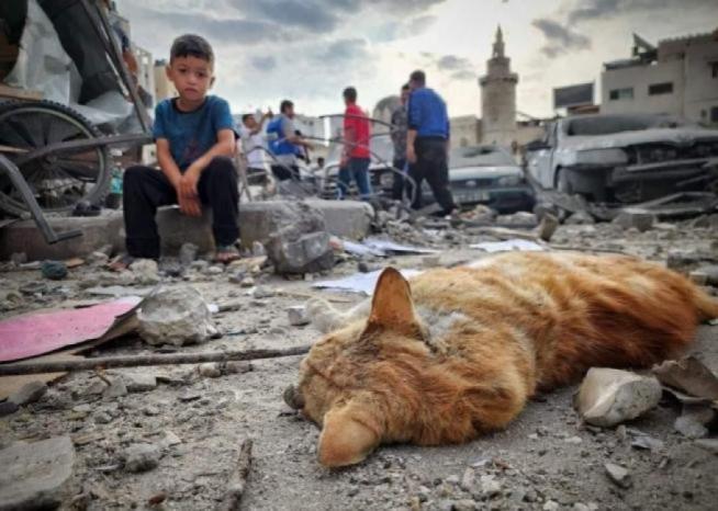 زينب الغنيمي تكتب من غزة: مائةُ يومٍ من العزلة، تحت مرمى الصواريخ والقذائف، ومن ثمّ العودة للحياة