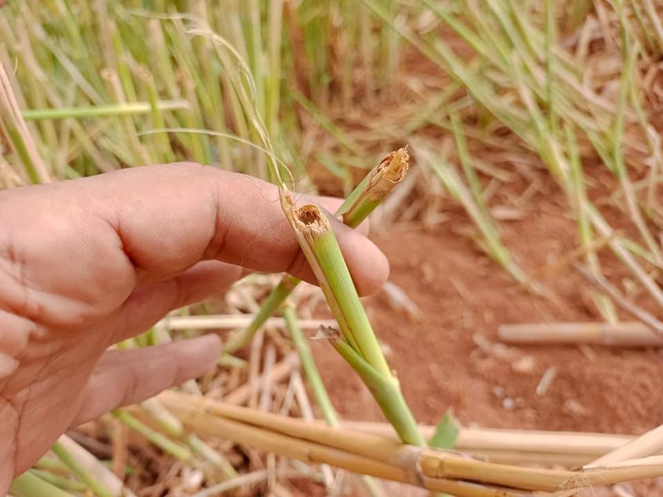 مبادرات مميزة في سلطة وادي الاردن