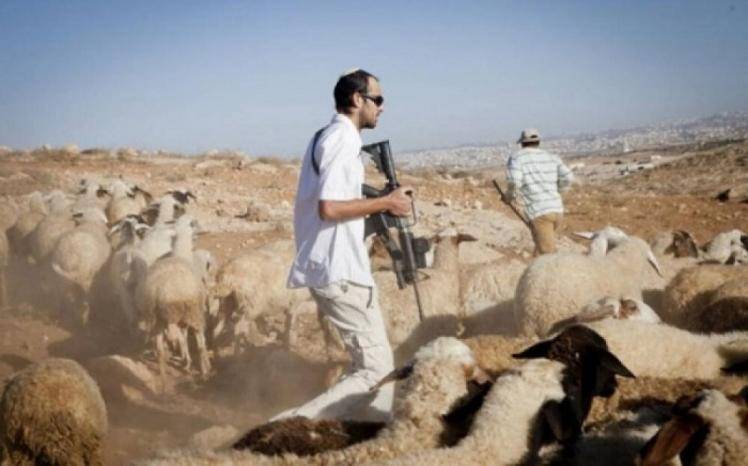 مستوطنون يطلقون النار على الأغنام ويطاردون الرعاة بمسافر يطا