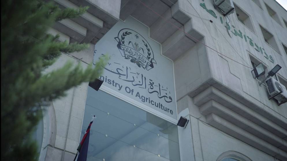 وزارة الزراعة تؤكد خلو الأردن من مرض اللسان الأزرق