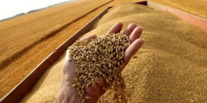 زيادة صادرات القمح الروسي بنسبة 13 بالمئة