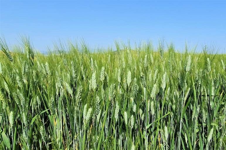 الزراعة في عهد الملك… دعم للأمن الغذائي ورفع إنتاجية القطاع