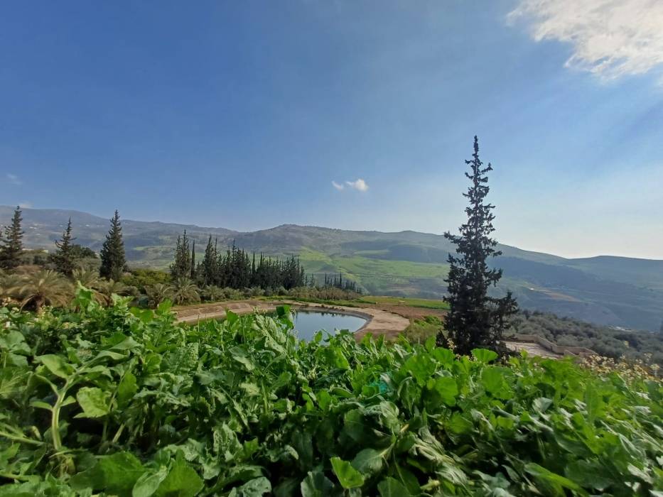 عجلون تكتسي بثوبها الأخضر وترسم لوحة جمالية بألوان الطبيعة
