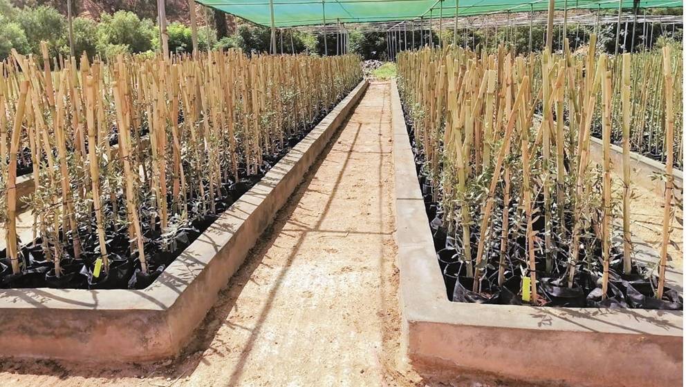 زراعة جرش: بيع الأشتال إلكترونيا للمزارعين يضبط الكميات المطلوبة ويوقف الهدر