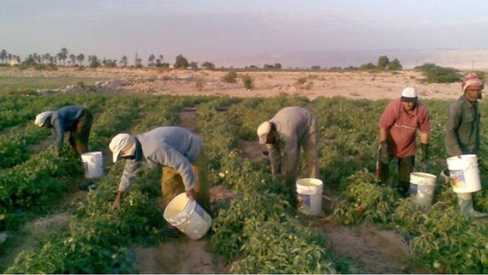 رد من مدير زراعة الأغوار الجنوبية